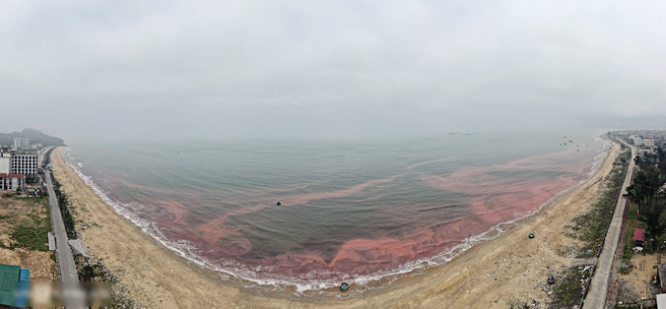 Nước biển huyện Cẩm Xuyên đổi màu đỏ do thủy triều đỏ