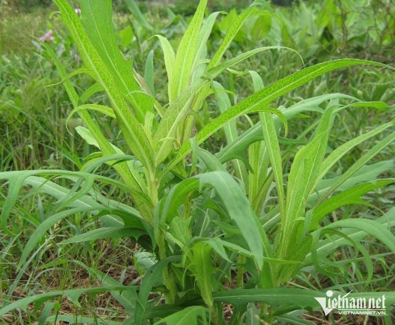 Cây bồ công anh thanh nhiệt, mát gan-3381-1