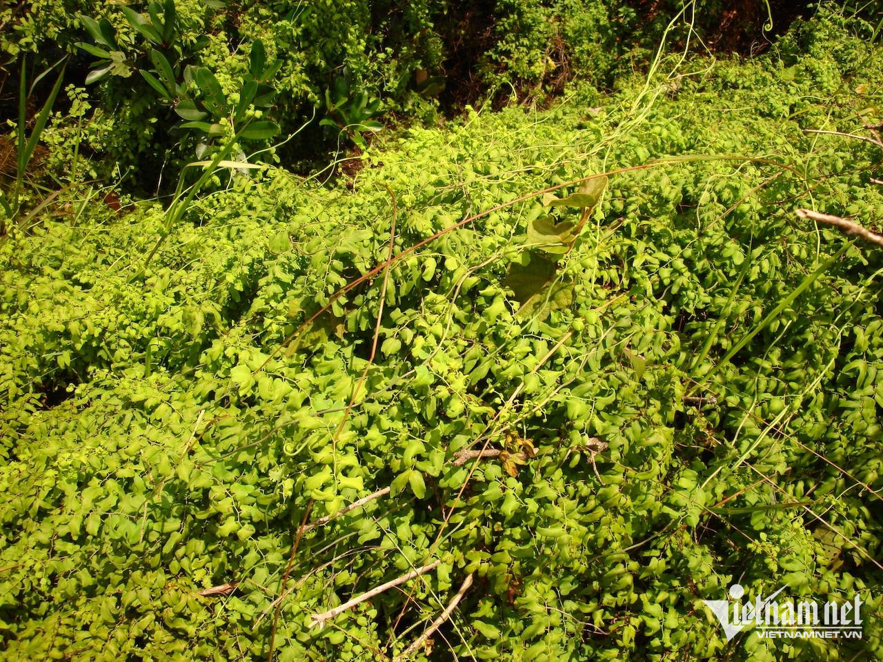 Cây bòng bong điều trị các bệnh lý tiết niệu và tình trạng nóng trong-3096-1