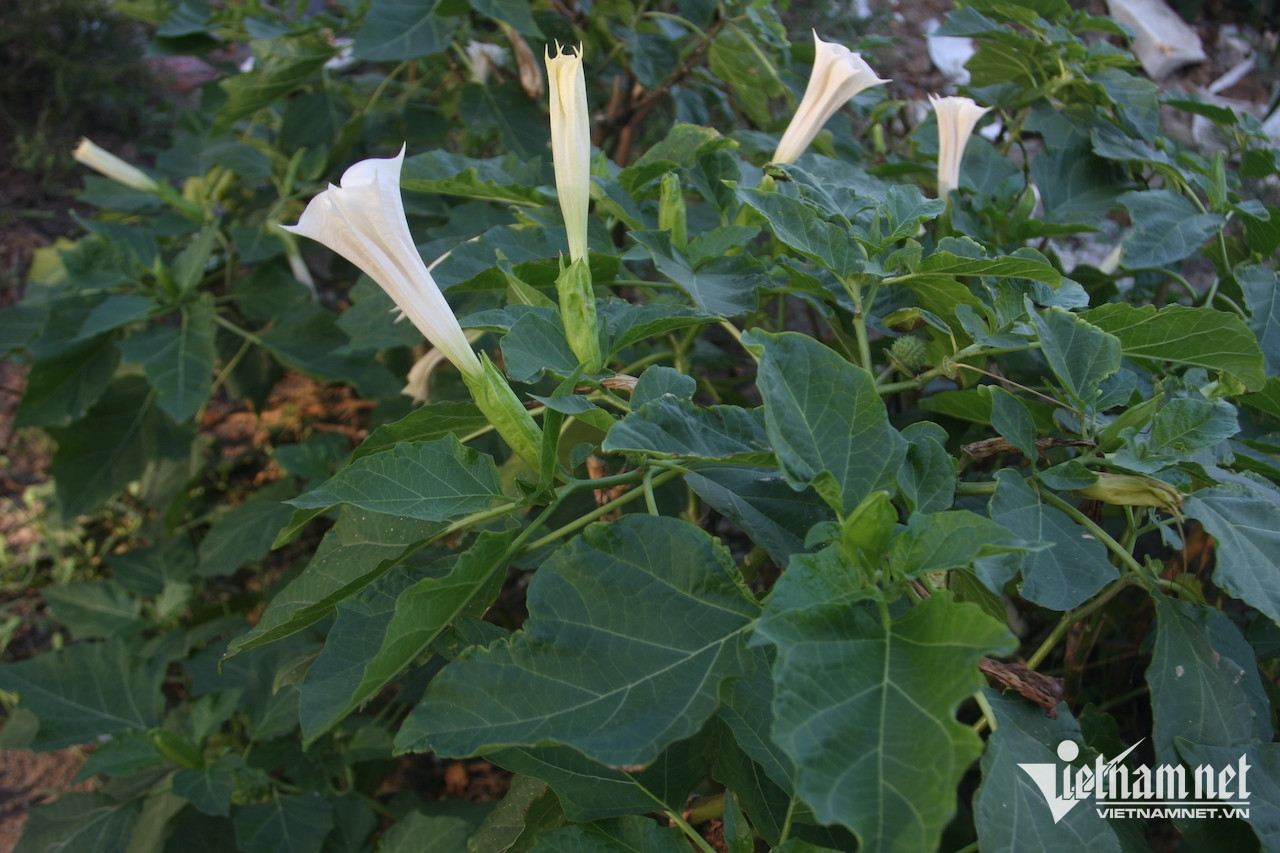 Loại cây dược liệu độc bảng A chữa đau dạ dày-3147-1