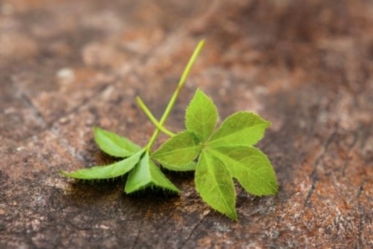 Cây giảo cổ lam giúp kiểm soát cân nặng, mỡ máu-2782-1