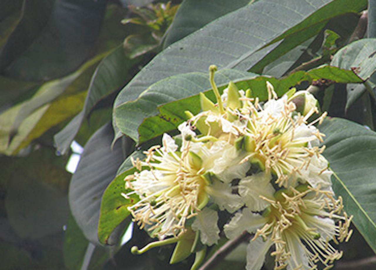 Cây phay mọc ở bìa rừng, ven suối hỗ trợ chữa tiểu buốt, tiểu rắt-3177-1