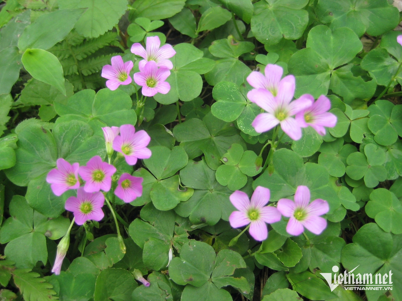 Chua me đất hoa tím hỗ trợ tiêu hóa-2946-1