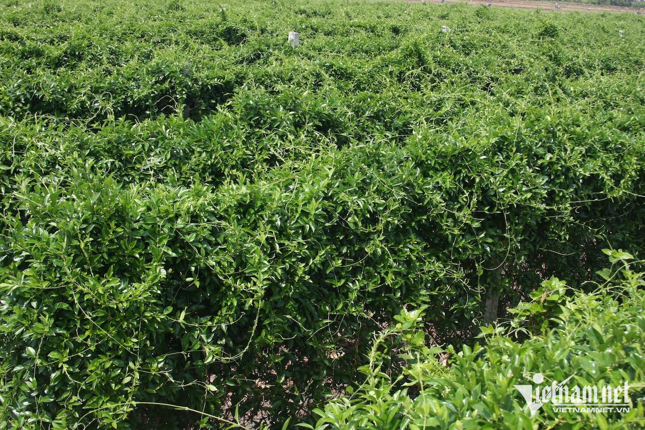 Dây thìa canh hỗ trợ kiểm soát đường huyết cho người bệnh tiểu đường-3572-1