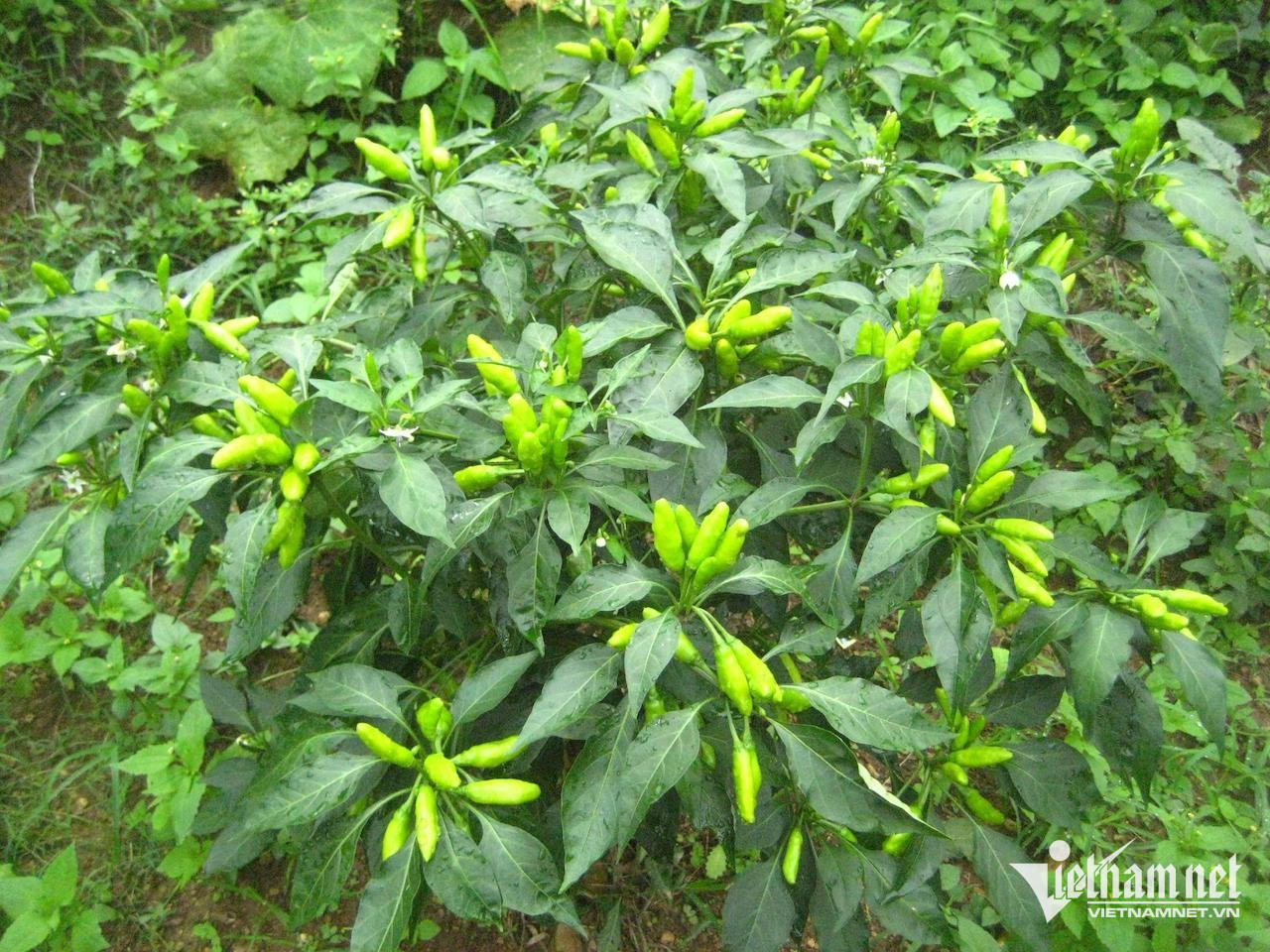 Lá ớt có hoạt tính chống oxy hóa-4688-1