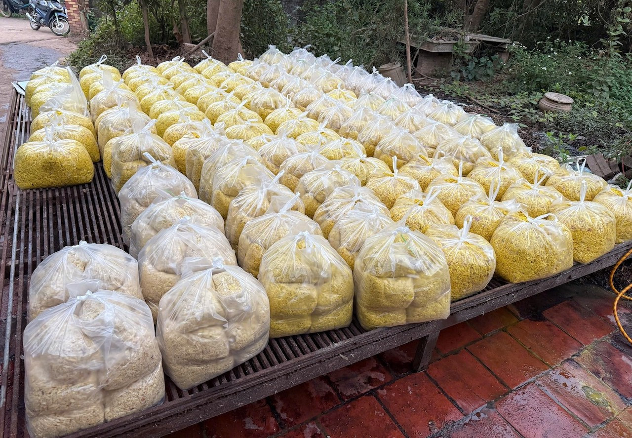 Riềng xay trộn chất cấm Vàng O-2753-1