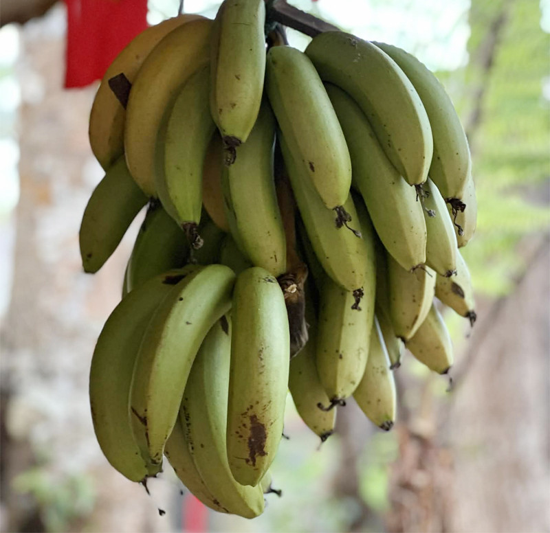 Người có bệnh thận và tiểu đường cân nhắc khi ăn chuối.-3079-1