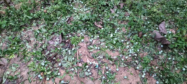 Hà Nội có thể mưa giông từ đêm nay và sáng mai 17/4-3106-1