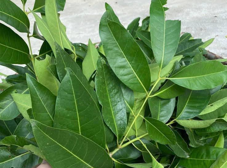 Nước lá vối tốt cho sức khỏe.-4736-1