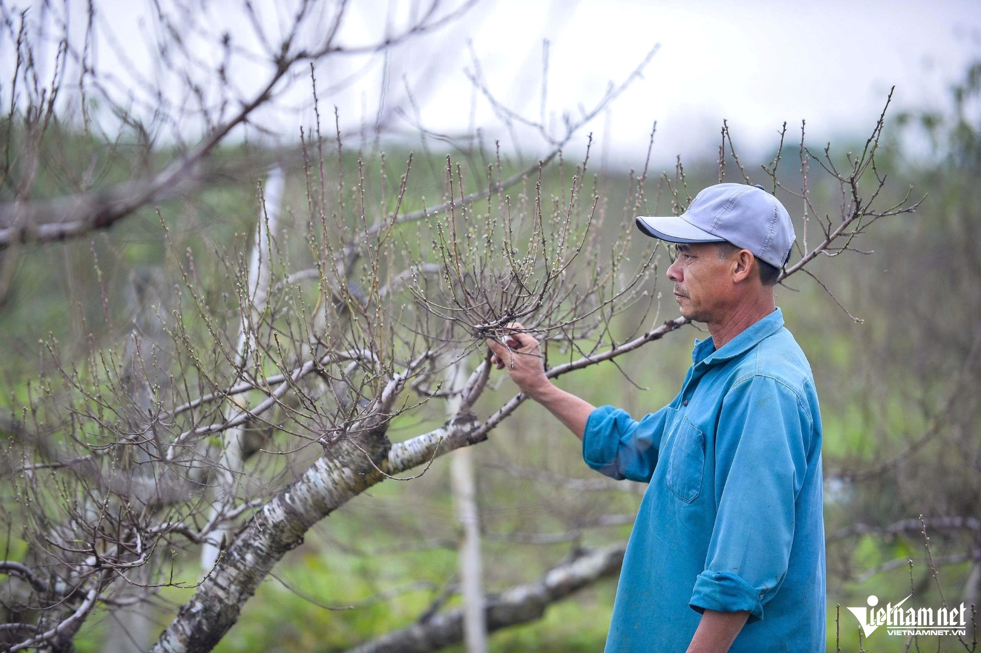 Vườn đào phai ở Xuân Du, thủ phủ đào xứ Thanh đã được thương lái chốt đơn-2553-1