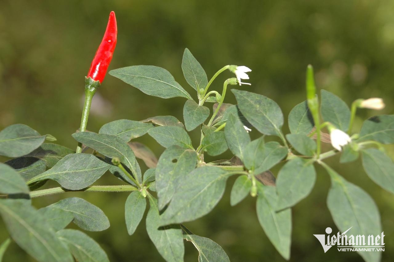 Ớt là loại quả gia vị quen thuộc trong mỗi bữa ăn nhưng người bị viêm, loét dạ dày không nên ăn.-3267-1