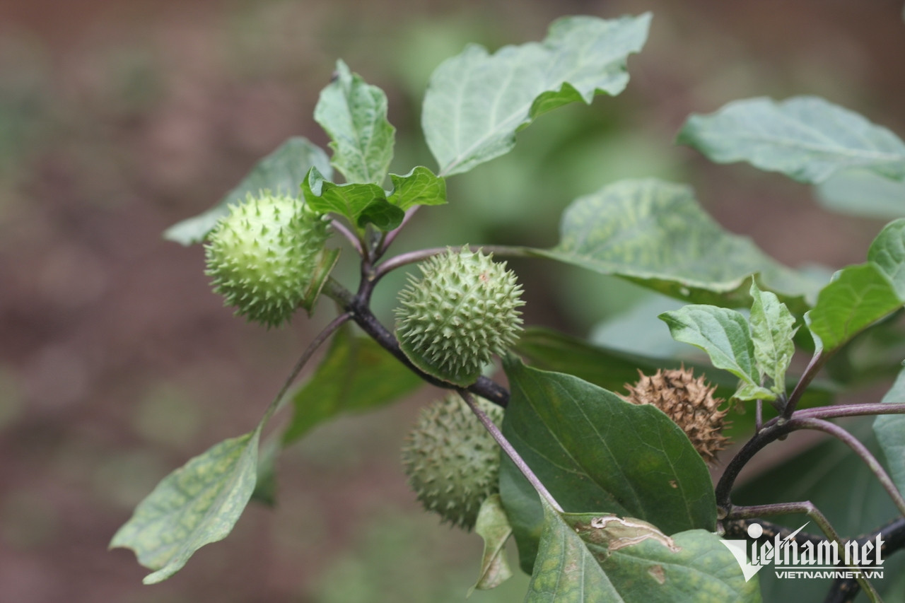 Loại cây dược liệu độc bảng A chữa đau dạ dày-3147-1