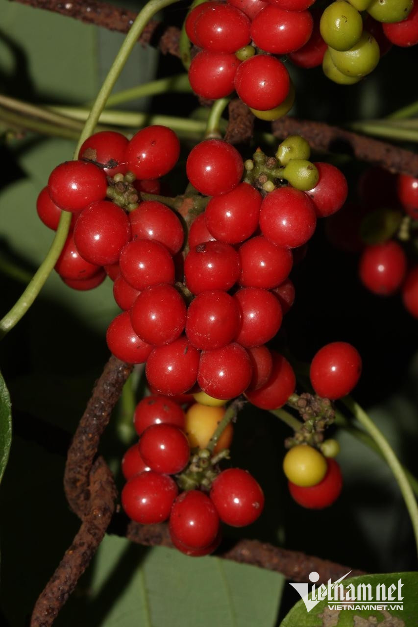 Cây dây lõi tiền giúp lợi tiểu-3158-1