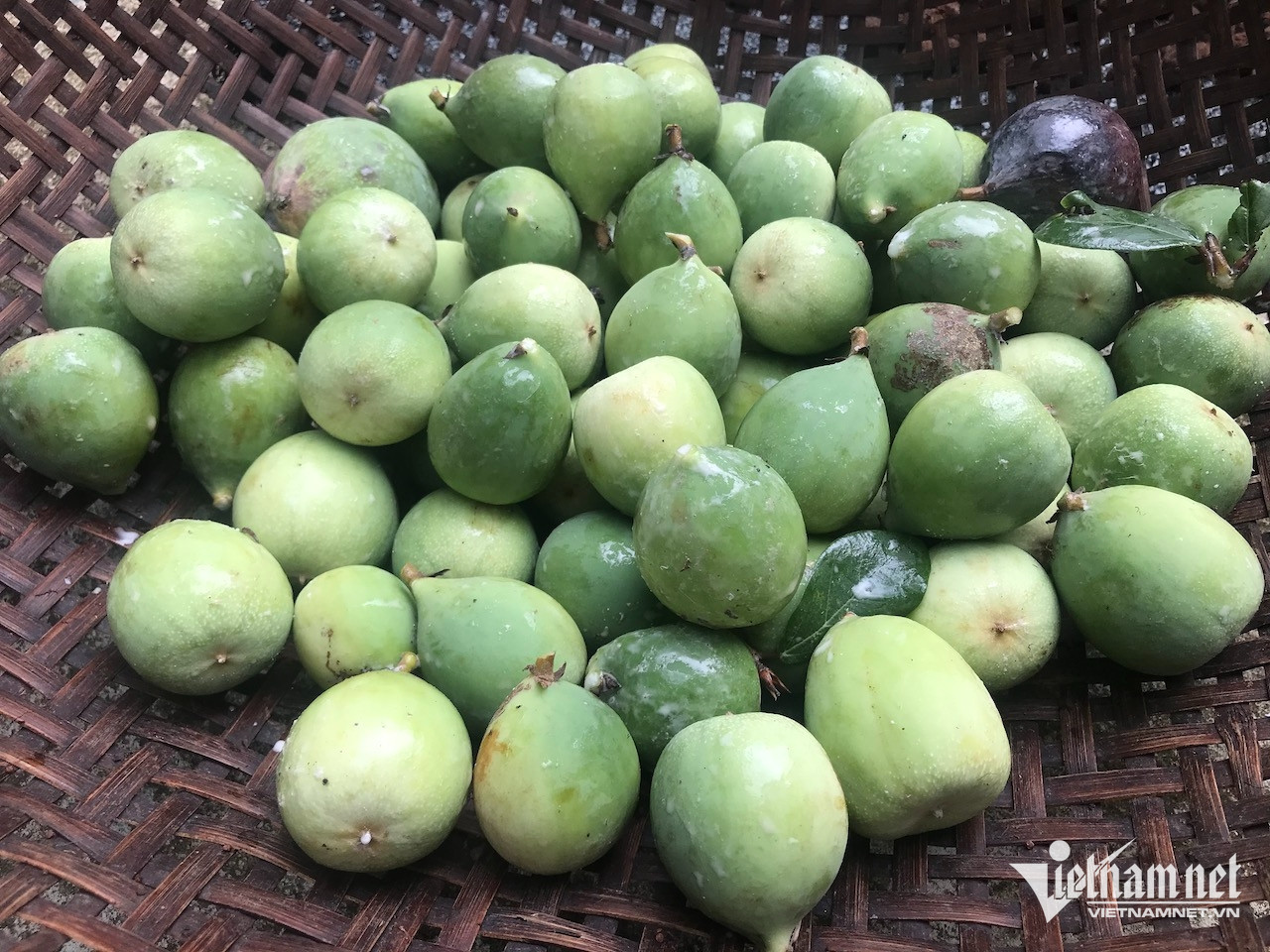 Loài cây mọc hoang, phá đi không hết lại là vị thuốc quý-3141-1