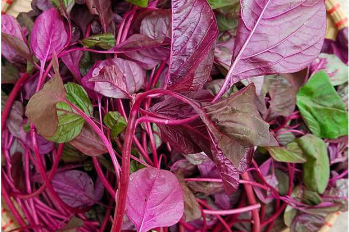 Rau dền tốt cho sức khỏe.-3145-1