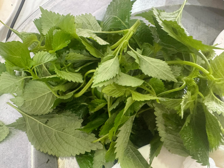 Rau gia vị tốt cho sức khỏe, cơ quan tiêu hóa-2808-1