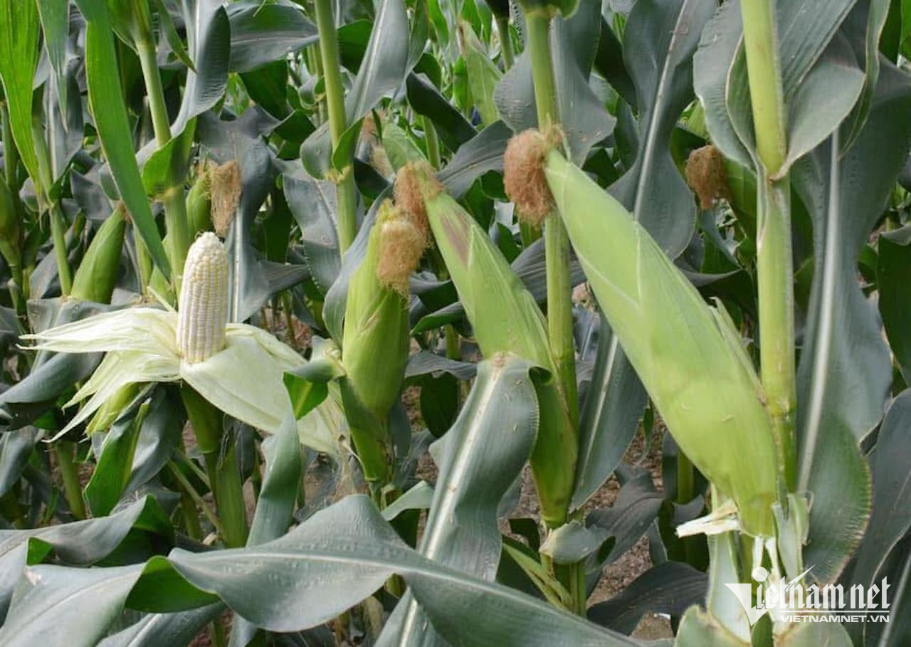 Râu ngô chữa sỏi thận cực hiệu quả-2629-1