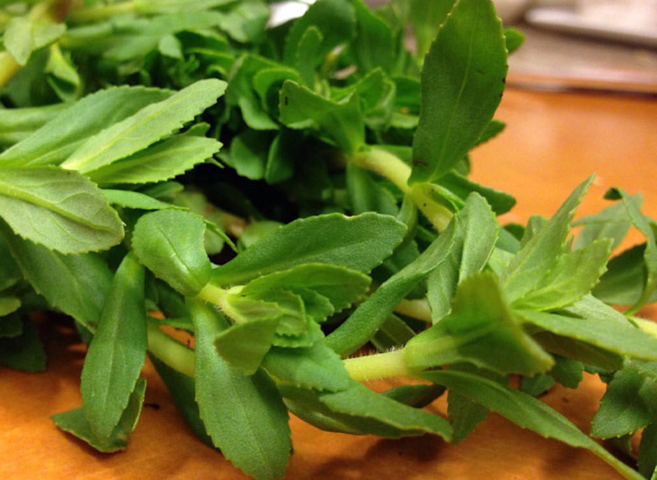 Rau ngổ hỗ trợ cho người bị sỏi thận-2593-1