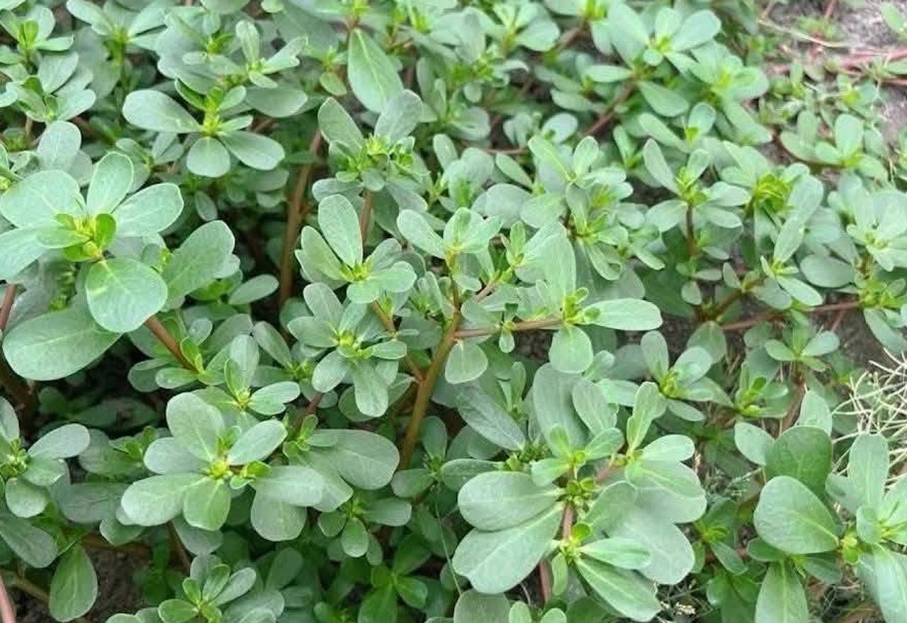 Rau sam có vị chua thanh mát là món ăn giải nhiệt mùa hè-3487-1