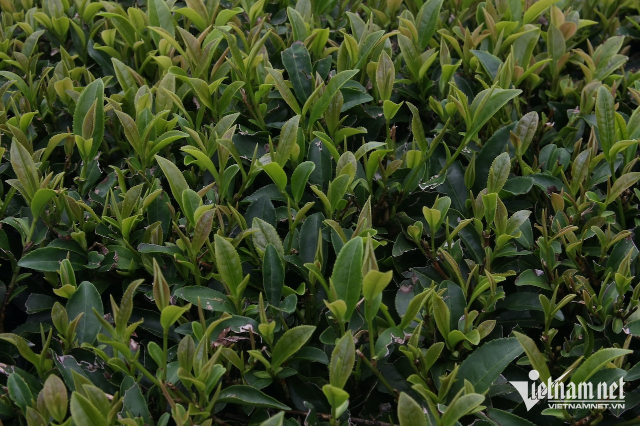 Trà xanh hỗ trợ giảm béo.-2858-1