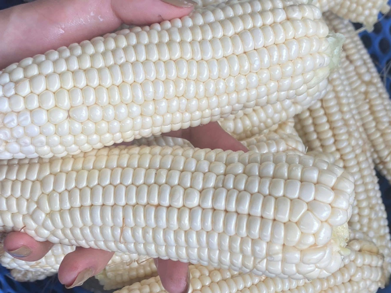 Bắp ngô tốt cho sứ khỏe.