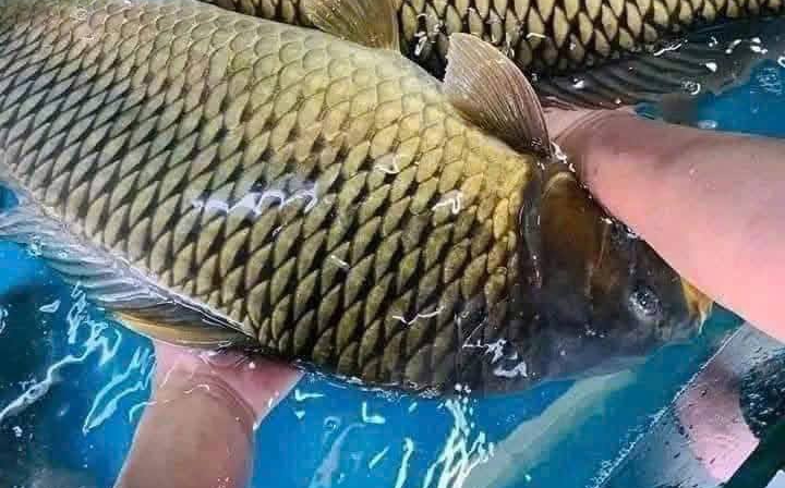 Cá chép giàu omega-3.