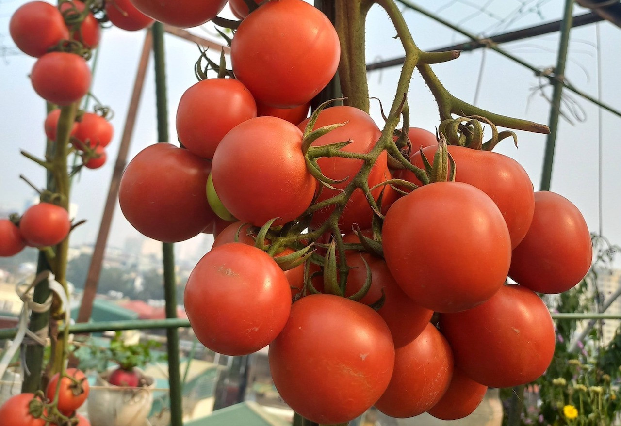 Cà chua tốt cho tim mạch.