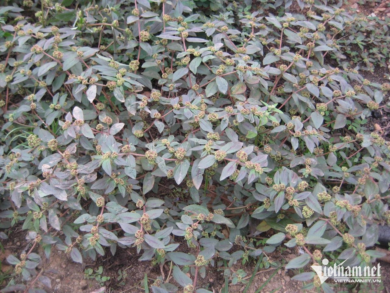 Cây cỏ sữa chữa tiêu chảy, viêm da, nổi mụn.
