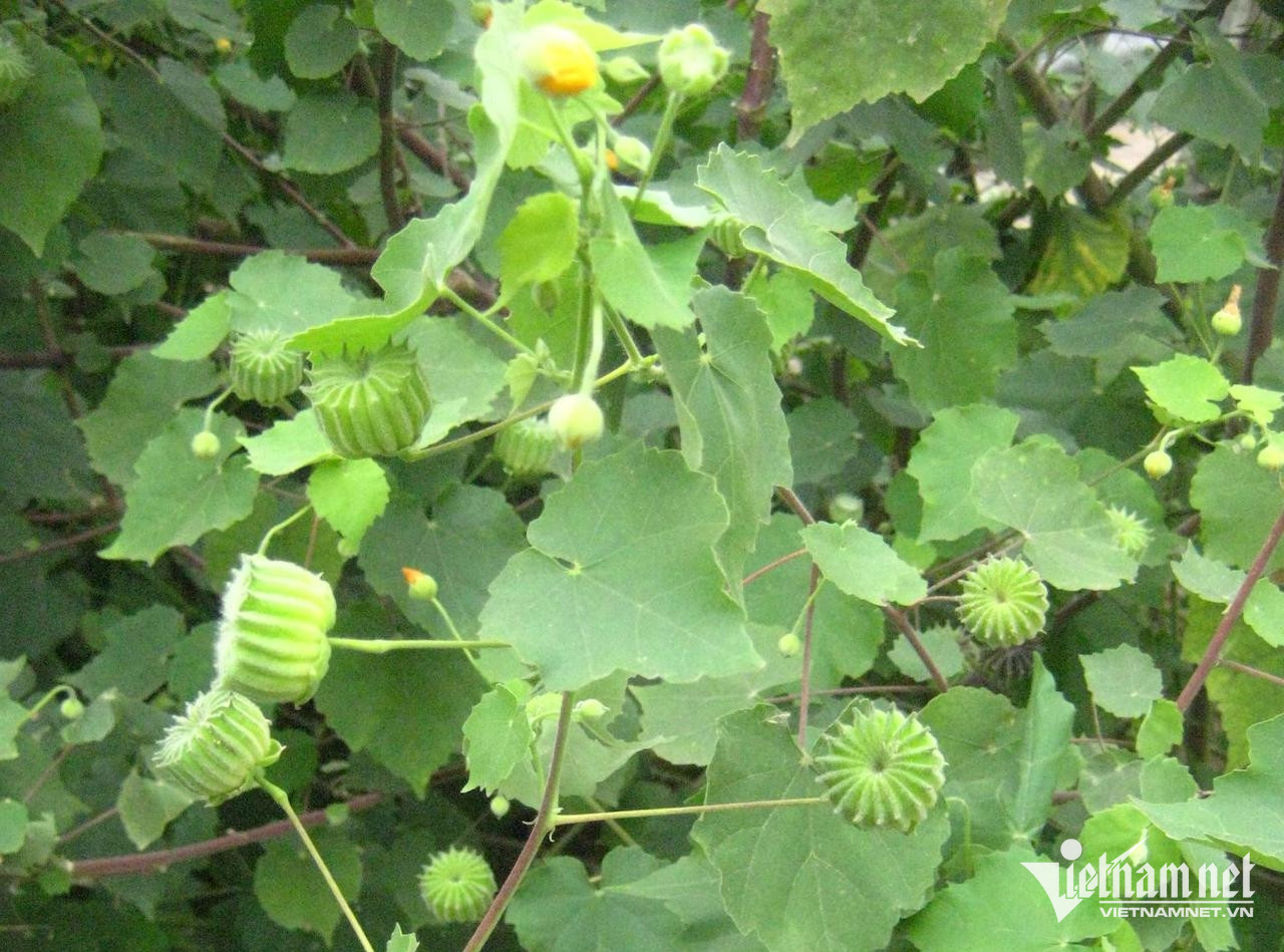 Cây cối xay.đánh tan sỏi thận