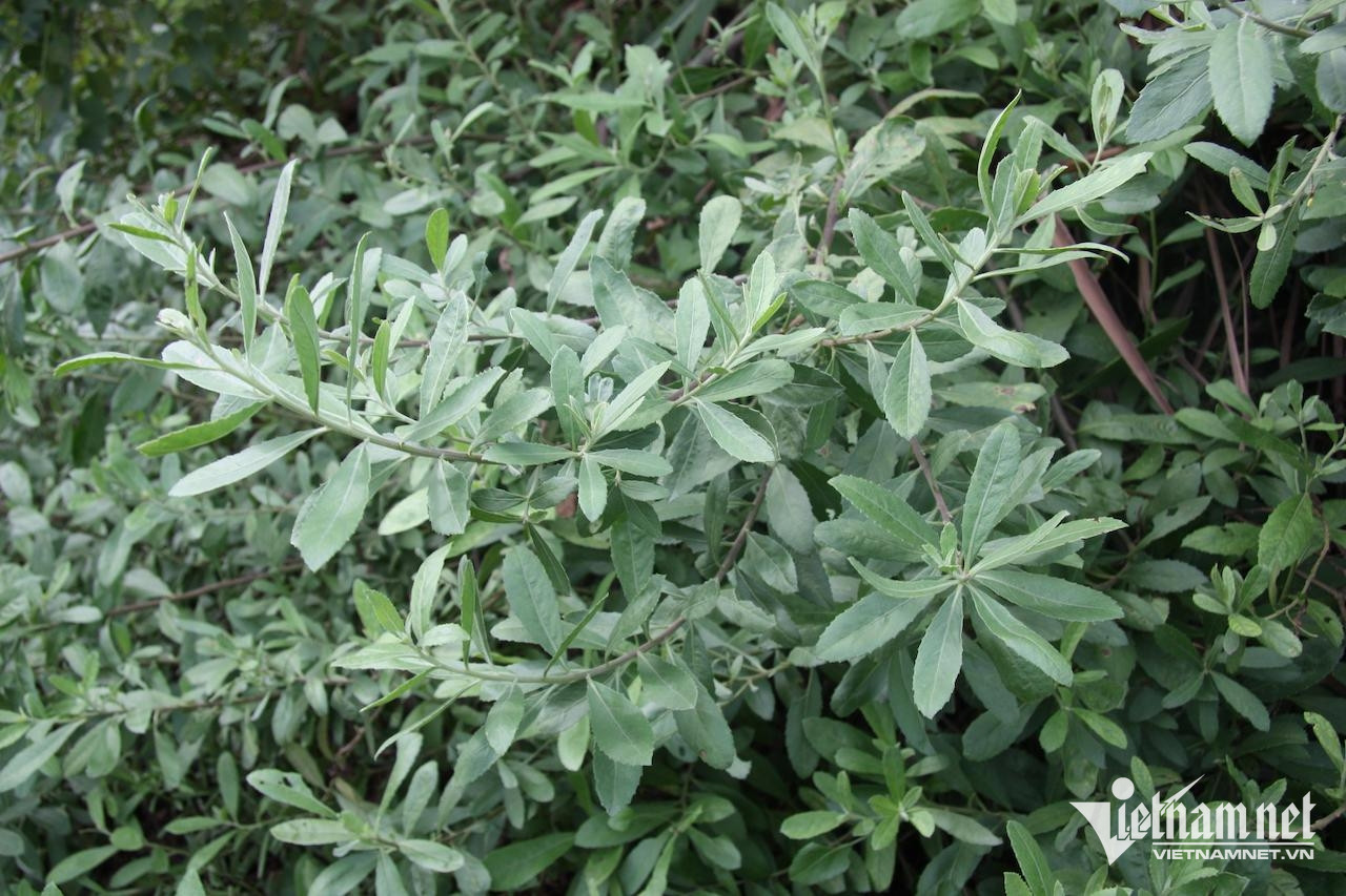 Cây cúc tần hỗ trợ sỏi thận