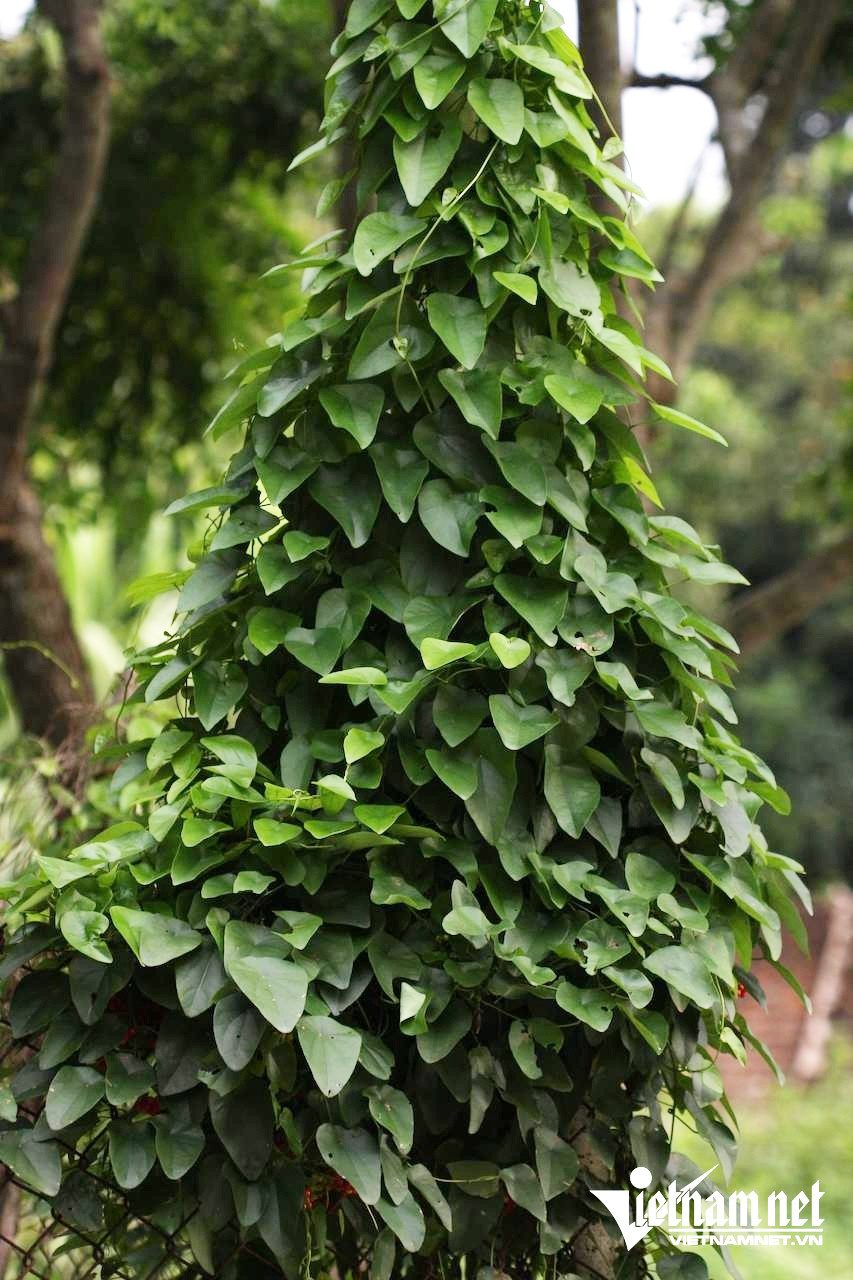 Cây dây lõi tiền giúp lợi tiểu