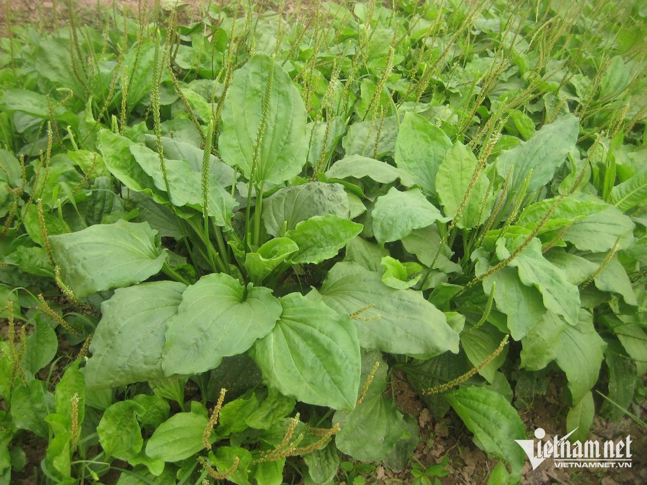 Cây mã đề chữa sỏi thận