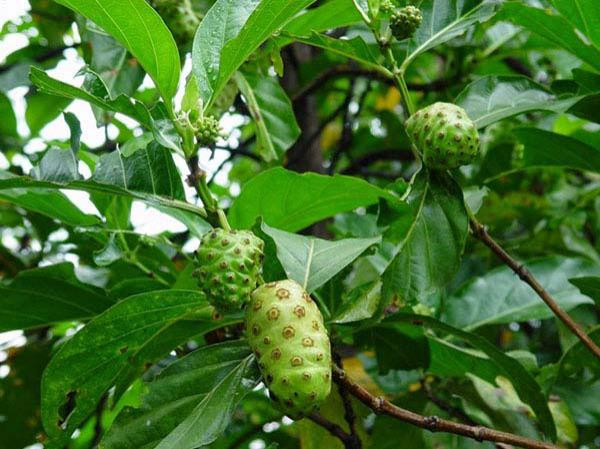 Cây nhàu là dược liệu quý