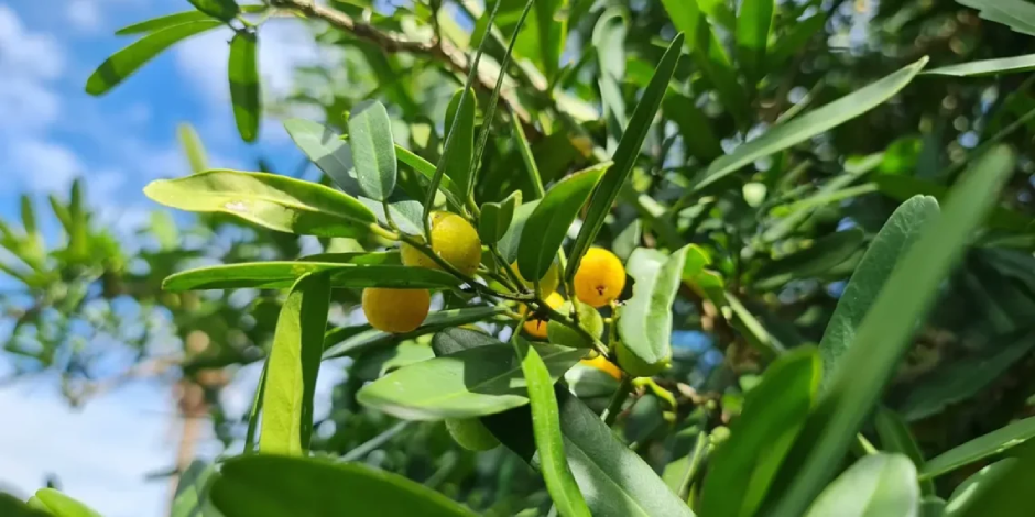 Cây xáo tam phân quý như vàng