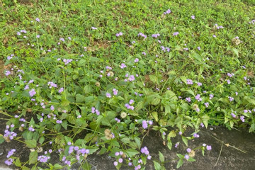 Cỏ hôi là vị thuốc cứu tinh cho xoang