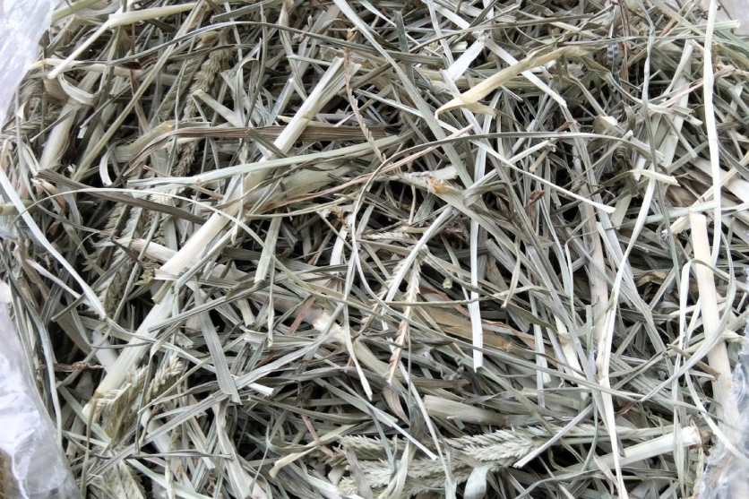 Cỏ mần trầu có thể dùng tươi hoặc khô là vị thuốc quý