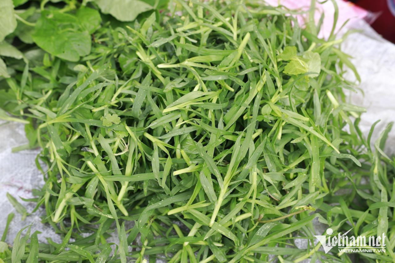 Cỏ mần trầu cực kỳ mát gan