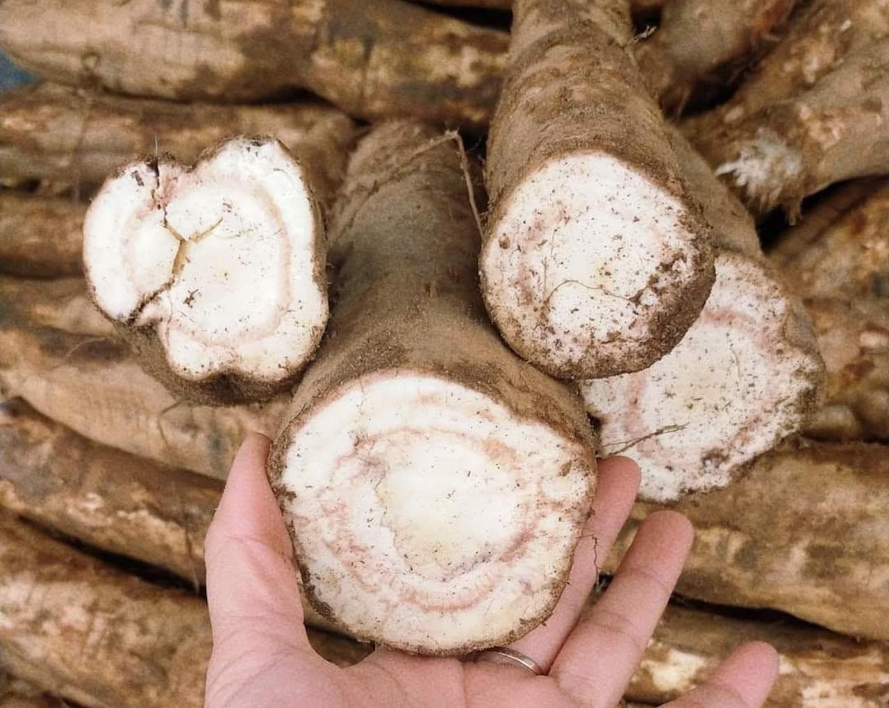 Củ sắn dây tươi giải rượu