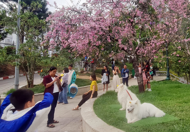 Dắt chó chiếm chỗ chụp ảnh tại điểm mai anh đào bị phạt tiền