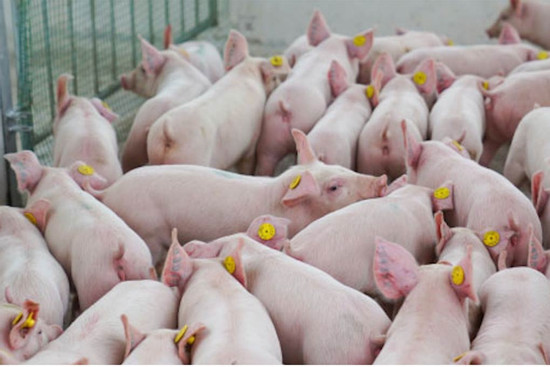 Giá cả ngày cận Tết