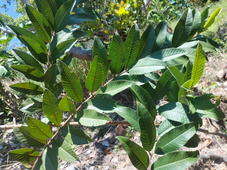 Lá ổi không phải liều thuốc tự nhiên an toàn tuyệt đối.