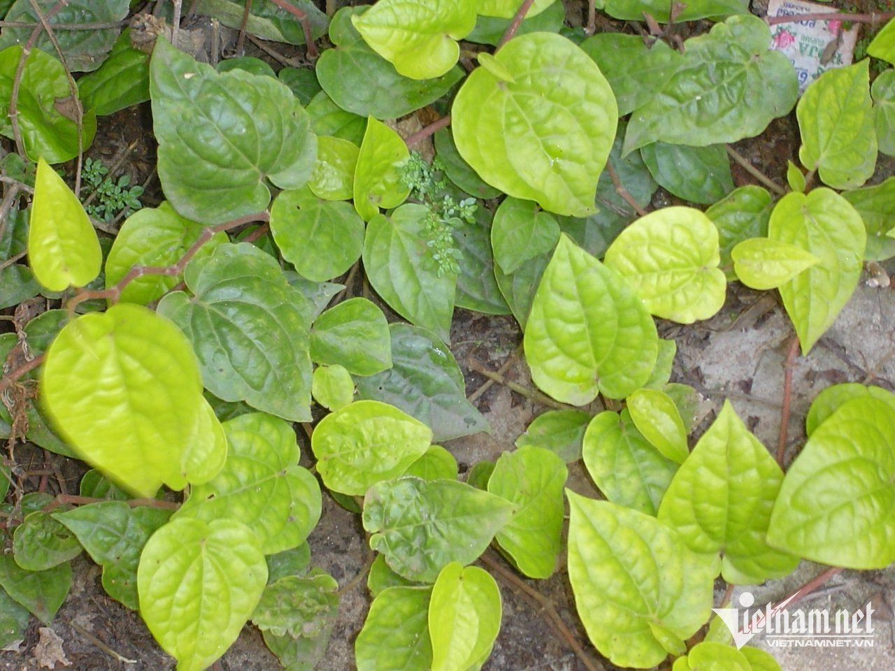 Lá trầu không chữa viêm xoang