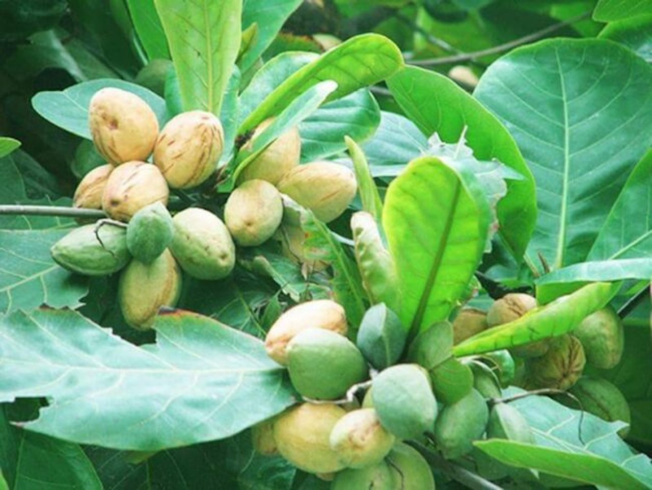 Lá, vỏ, quả bàng có khả năng kháng khuẩn, chống viêm