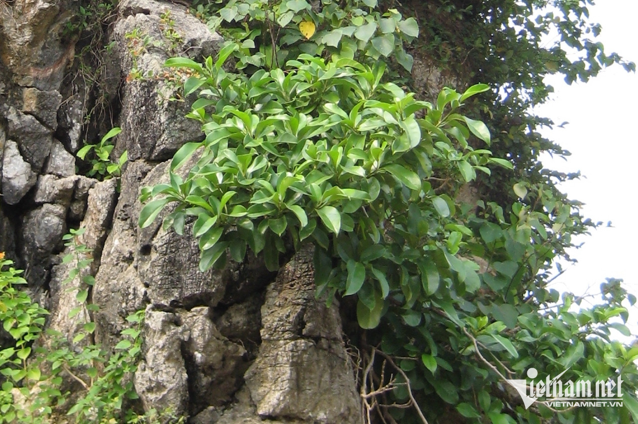 Loài cây mọc hoang, phá đi không hết lại là vị thuốc quý