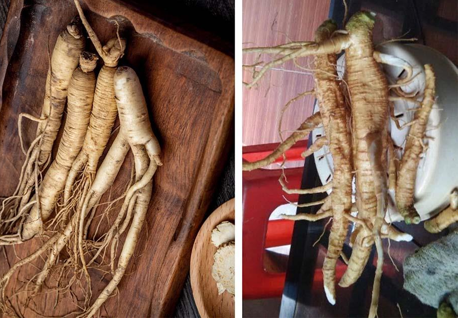 Loại cây độc nhầm với sâm