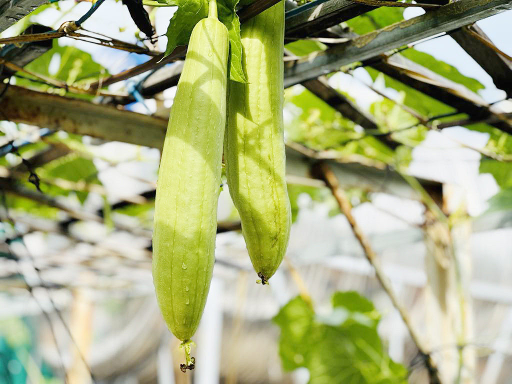 Mướp là thực phẩm phổ biến vào mùa hè.