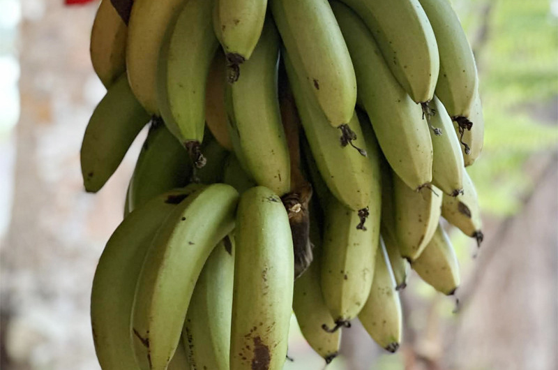 Người có bệnh thận và tiểu đường cân nhắc khi ăn chuối.