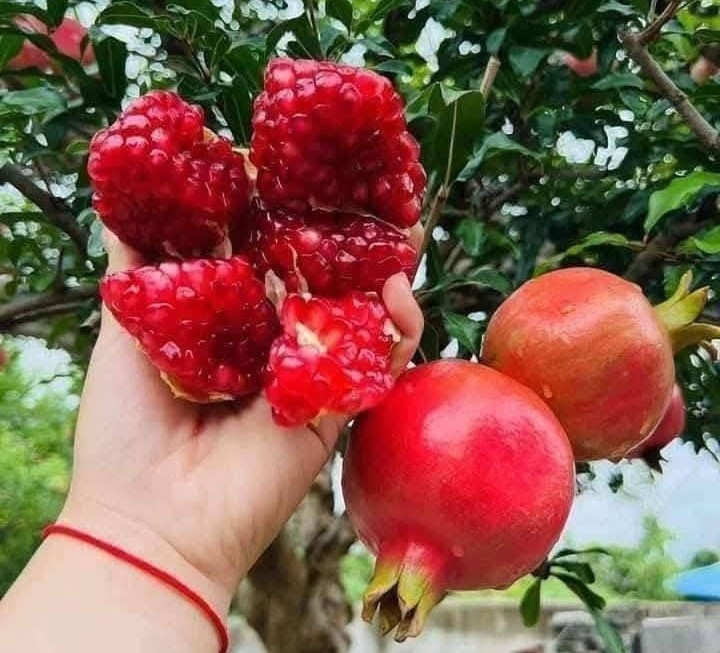 Người mắc bệnh tiểu đường vẫn có thể ăn, uống nước ép lựu