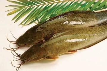 Những rủi ro cần lưu ý khi ăn cá trê