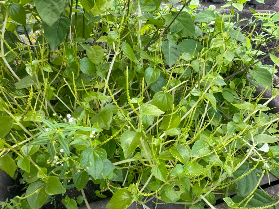 Rau càng cua lên ngôi thành đặc sản.